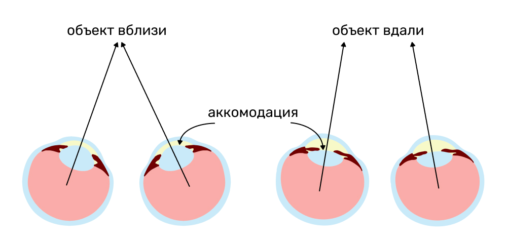 Аккомодация